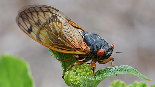 Image of article: Cicadas Are Coming, and S…