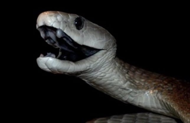 snake6.jpg