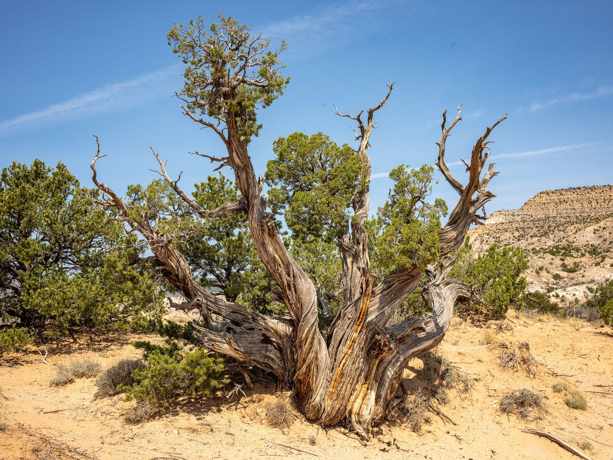 A gnarled juniper at Ghost Ranch in New Mexico