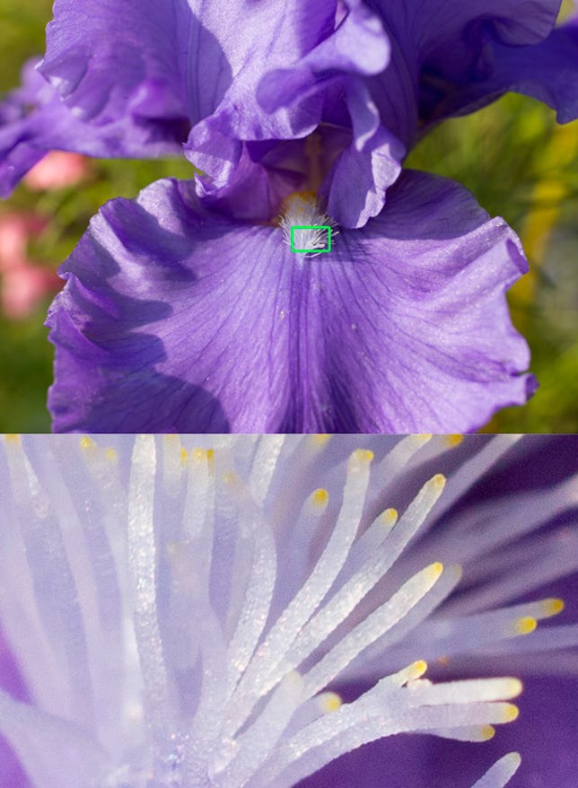 A close-up of an iris at Claude Monet's garden in Giverny, France. The area in the green rectangle is shown at 100 percent zoom below. This was shot at 1/125 sec. at f/10 and ISO 200, with no extra noise reduction applied.