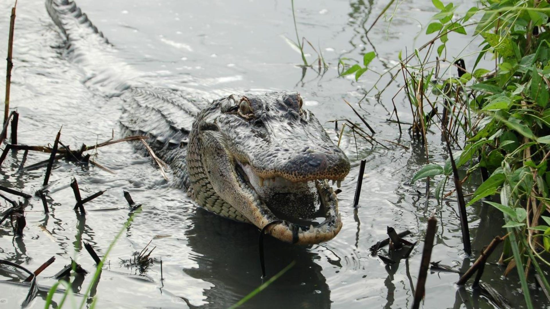 alligatorldwf