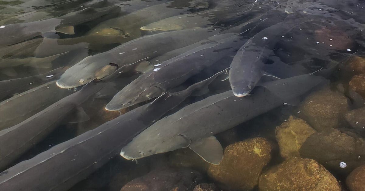 Spawning Sturgeon Fish: The Feel-Good Story You Didn't Know You Needed - CNET