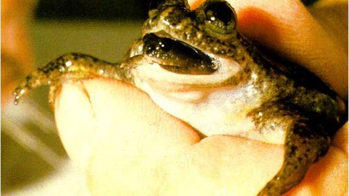 Rheobatrachus silus frog