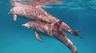 See Dolphins Taking Care of Their Skin