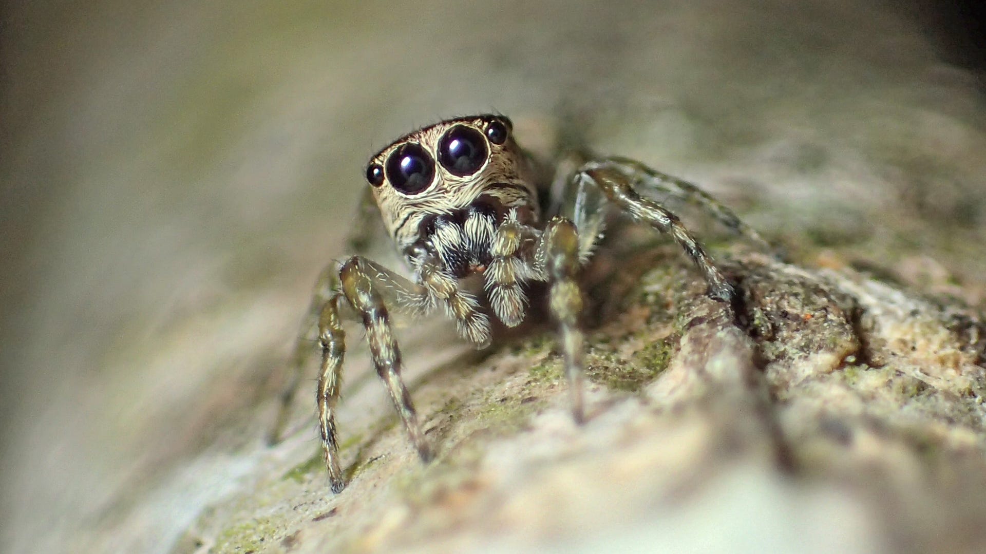 female-frontal50000spider