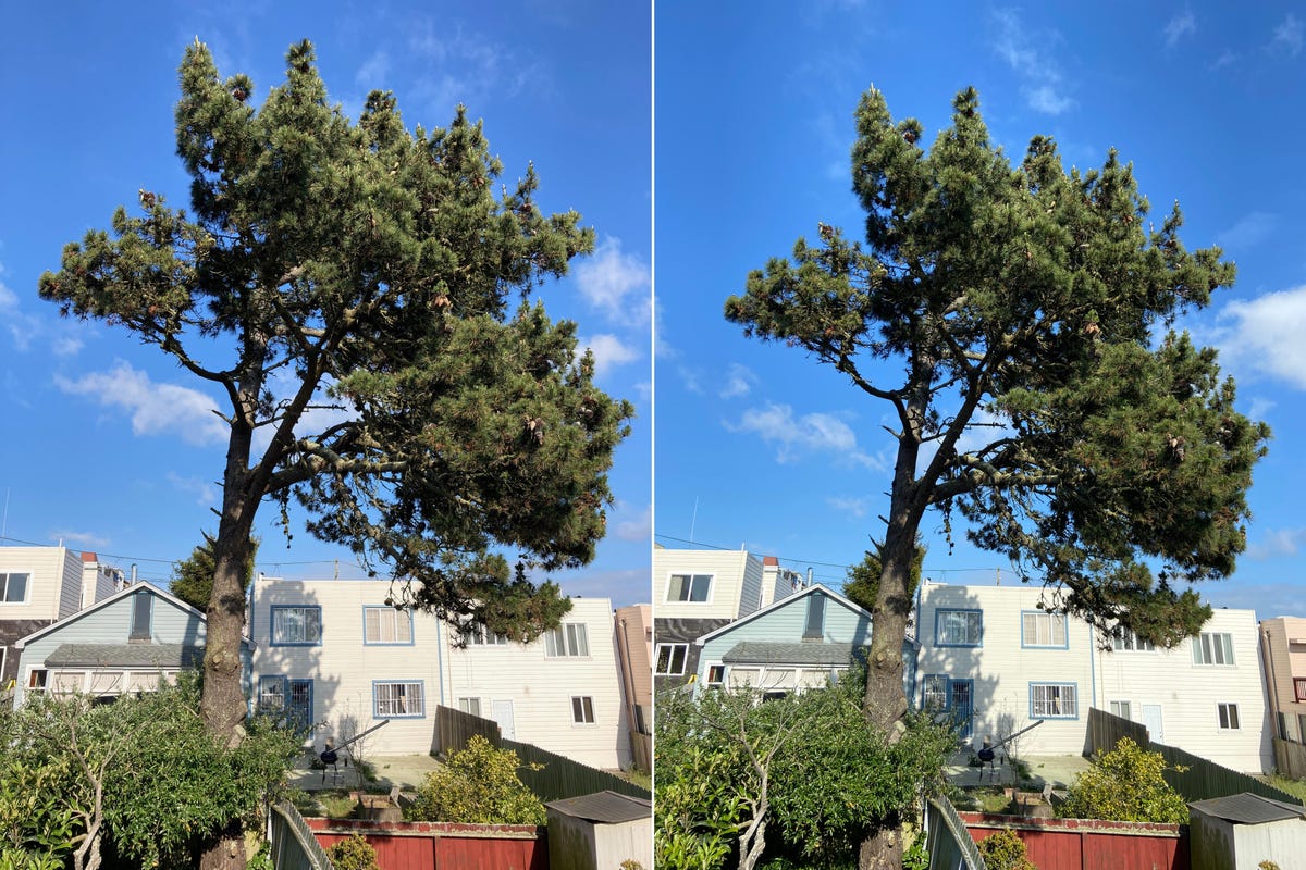 phone-se-left-11-right-backyard-tree
