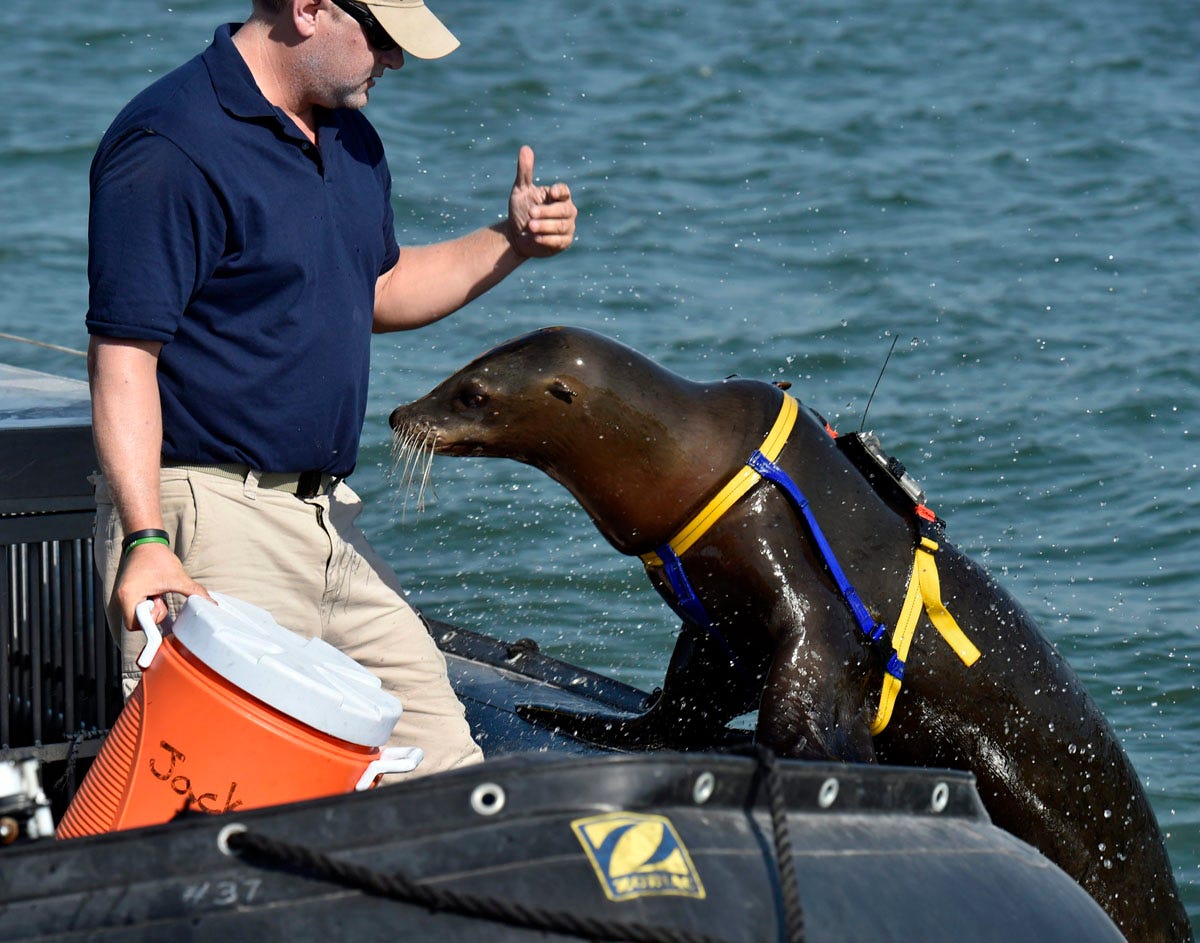 cnet-military-animals-sea-lion-into-boat.jpg