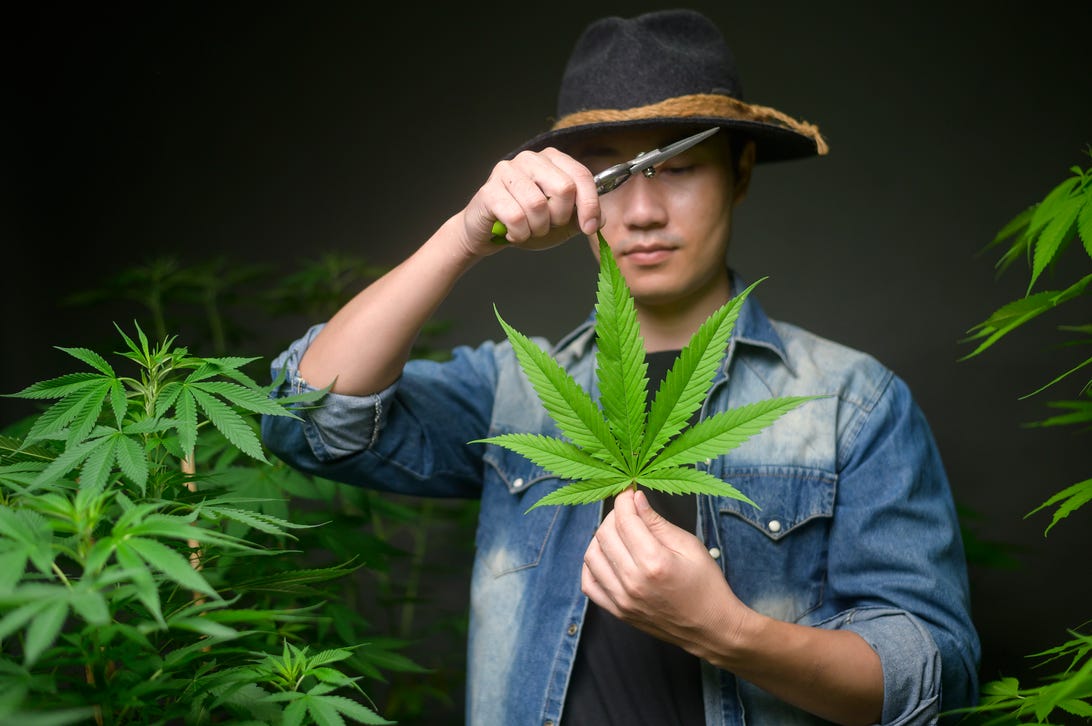A man holding a marijuana leaf