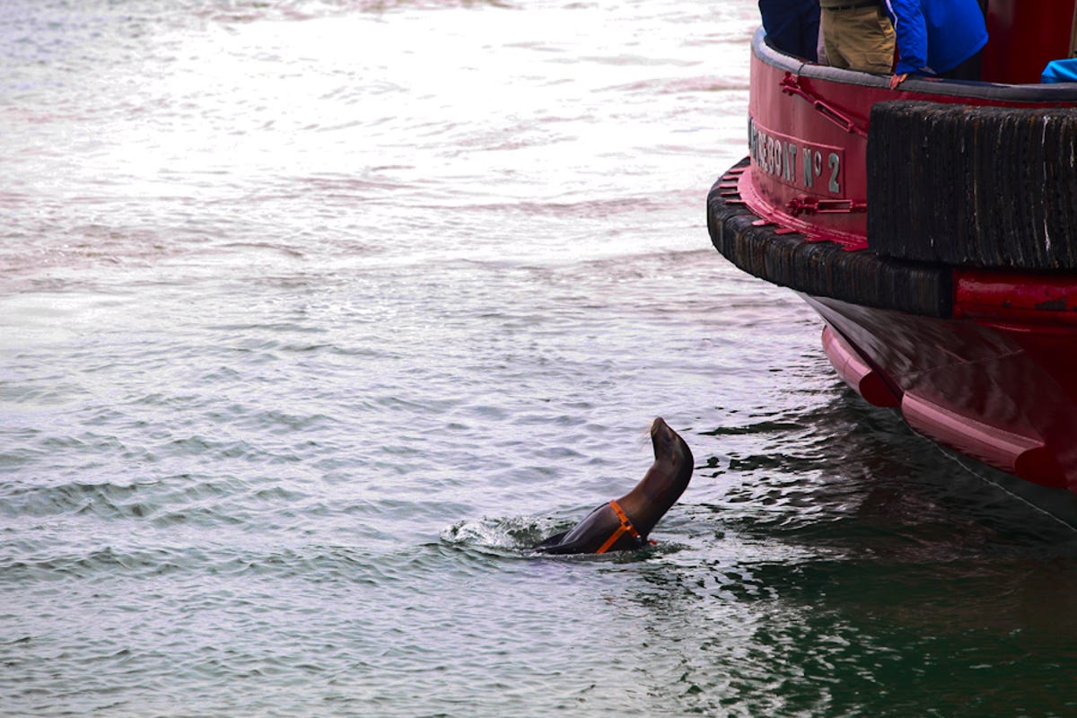 A California Sea Lion catches fish prior to Tuesday's Golden Guardian mine detection exercise in the San Francisco Bay.