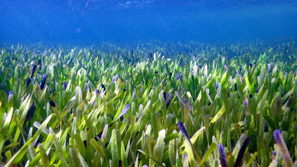 A field of green seagrass stalks about a meter under the ocean surface in Western Australia
