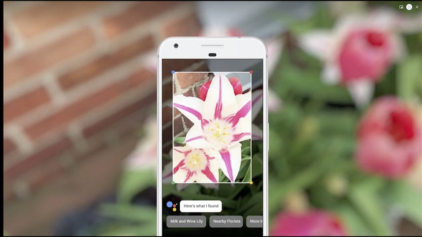 Google Lens is smart enough to identify flower species