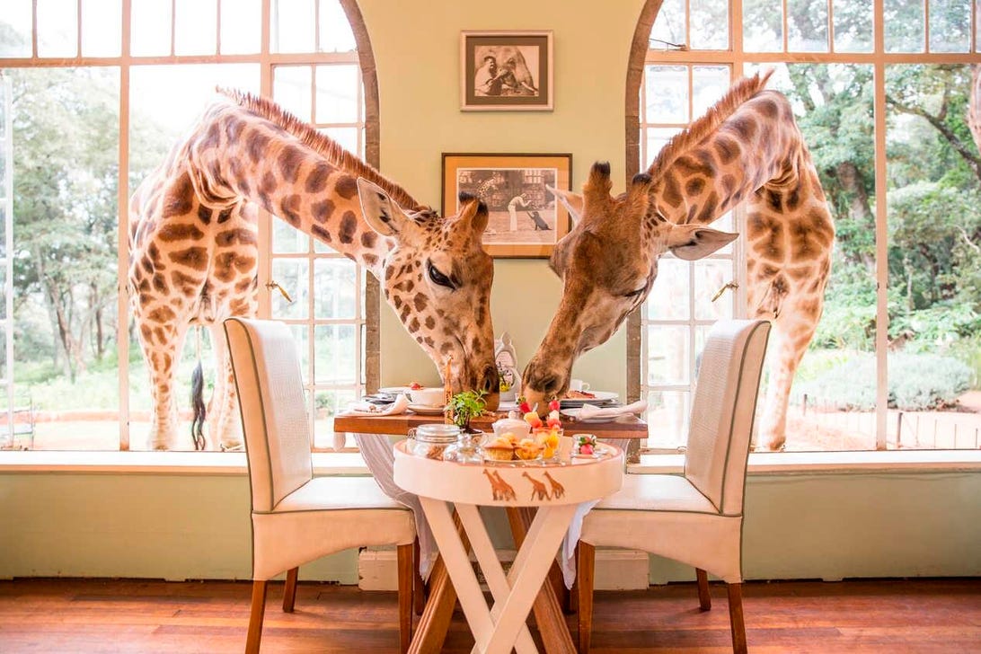 giraffe-manor-chowhound
