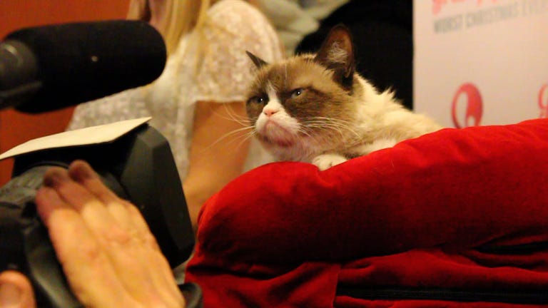 Reframe: Here's Something to Smile About, Grumpy Cat