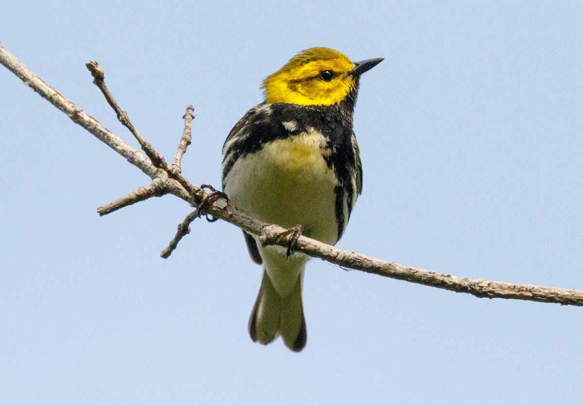 A black-throated green warbler perches in Magee Marsh in northern Ohio.