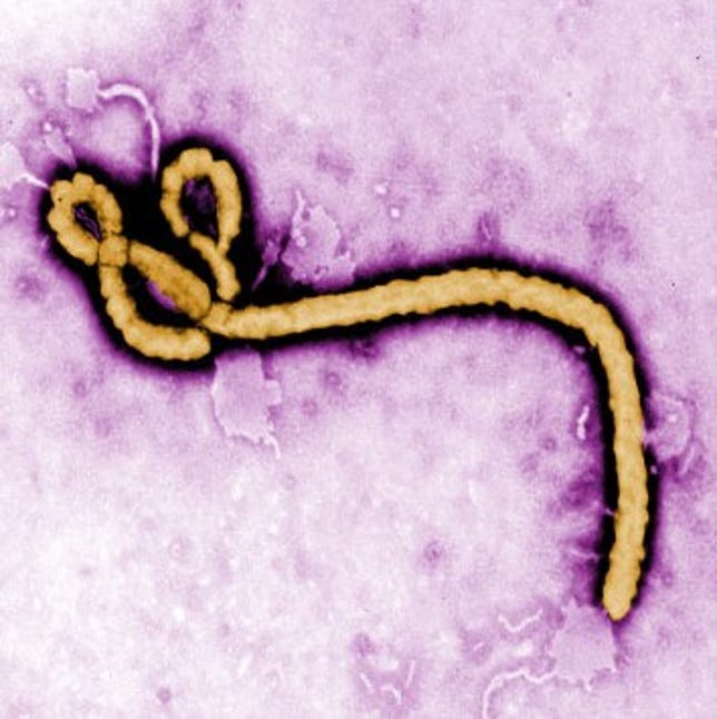 ebolavirus.jpg