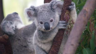 A World Without Koalas? Losing the Marsupial Could Make Australian Wildfires Worse
