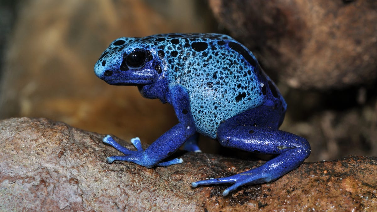 blue-poison-dart-frog.jpg
