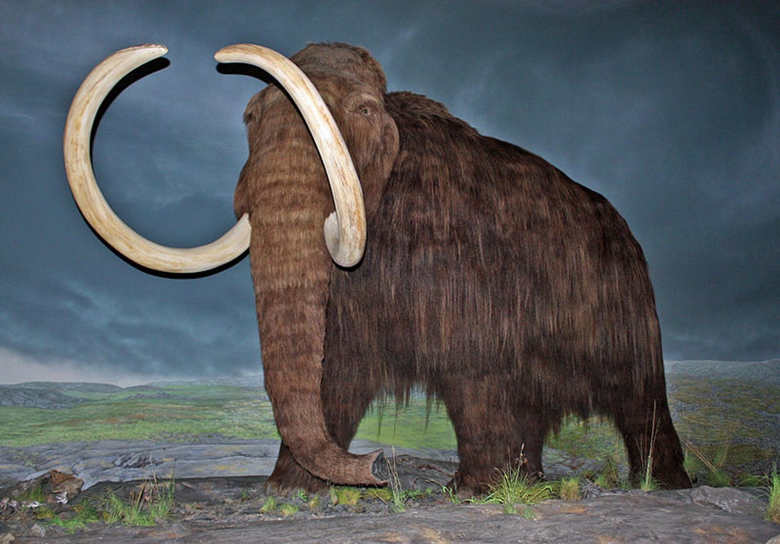 Wooly mammoth at  Royal British Columbia Museum