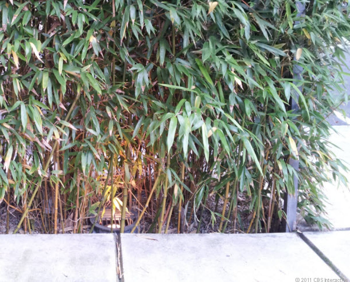 Skyrocket: Bamboo