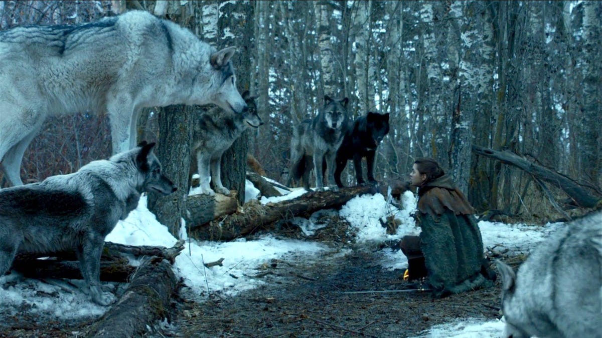 arya-wolves