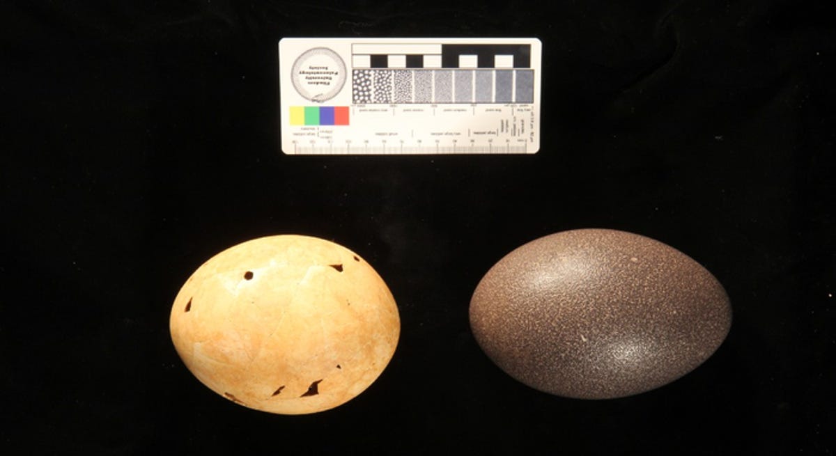A yellowish egg on the left is the ancient demon duck egg and on the right is a dark emu egg.
