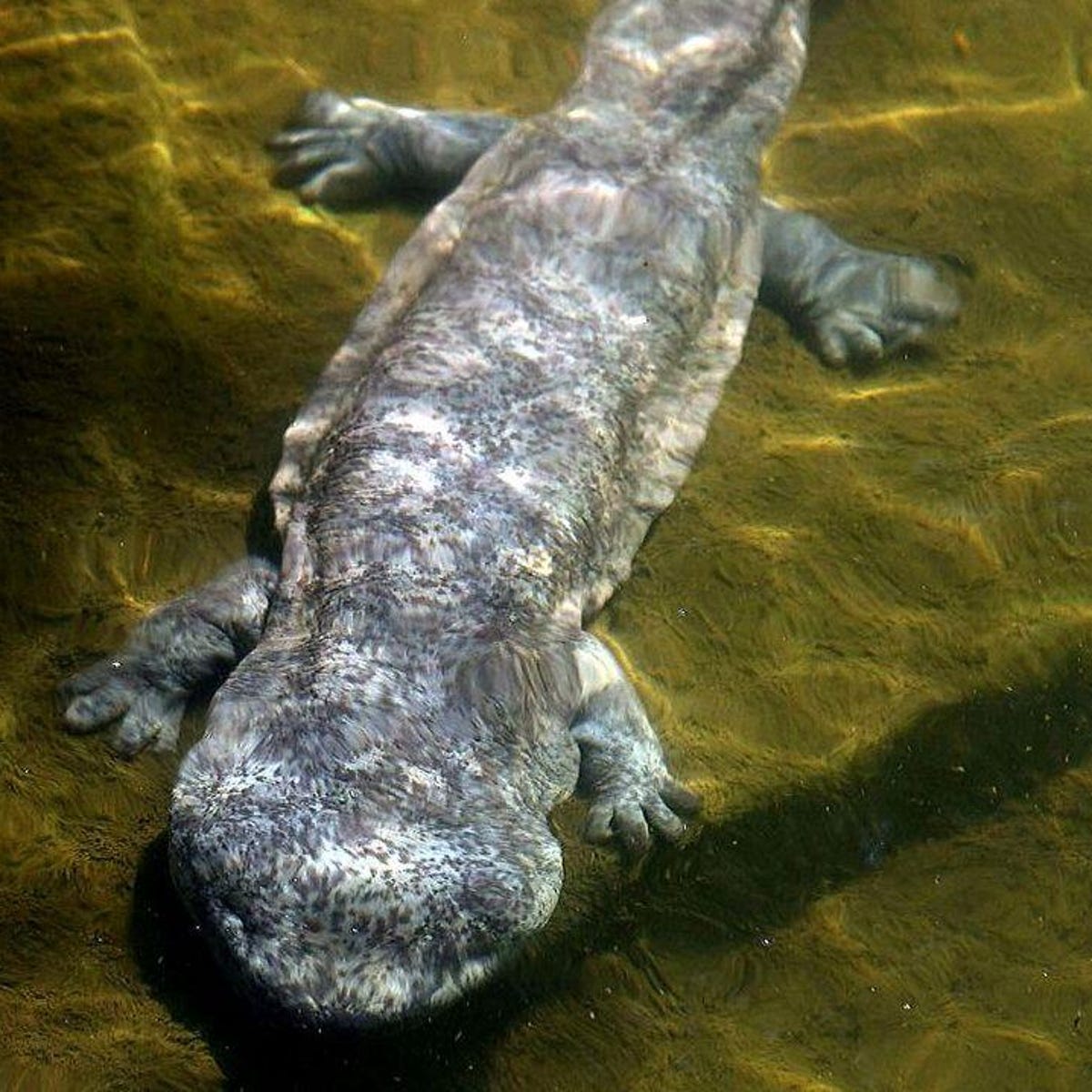 Chinese giant salamanders being eaten into extinction - CNET