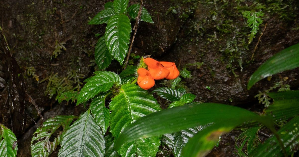 Scientists Rediscover Lost Wildflower Named 'Extinctus,' but It's Still Endangered