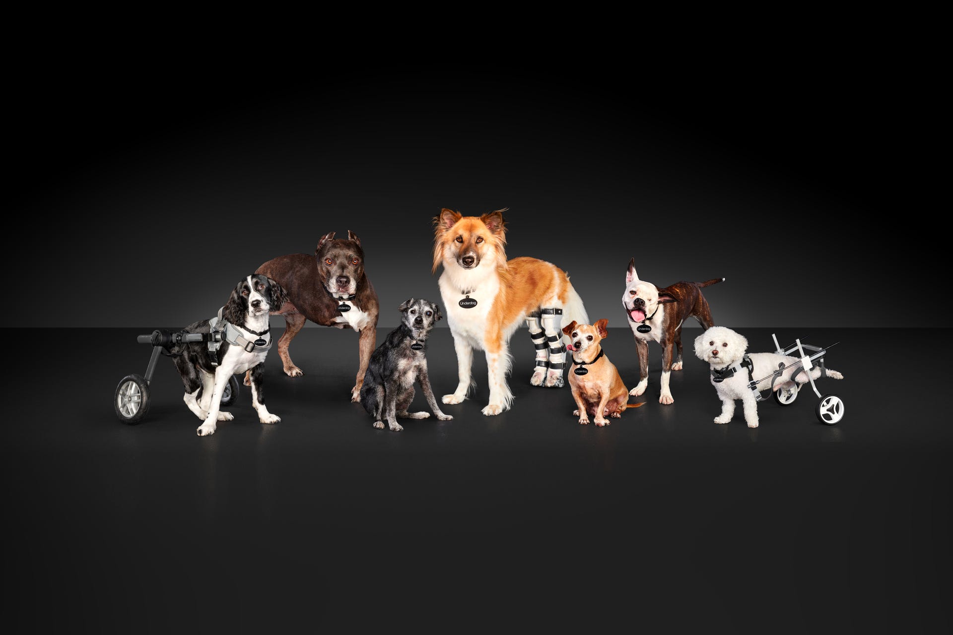 Subaru Loves Pets Animal Adoptions - dogs