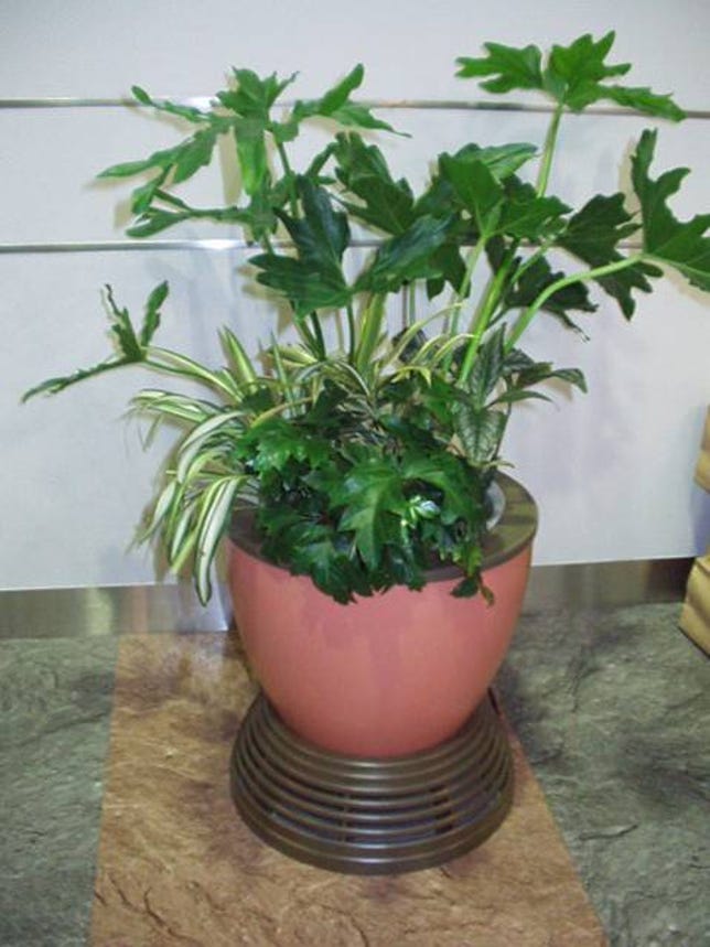 A U.S. version of the EcoPlanter, sold in Japan, is being produced. It's supposed to provide the air-purifying power of more than 100 potted plants.
