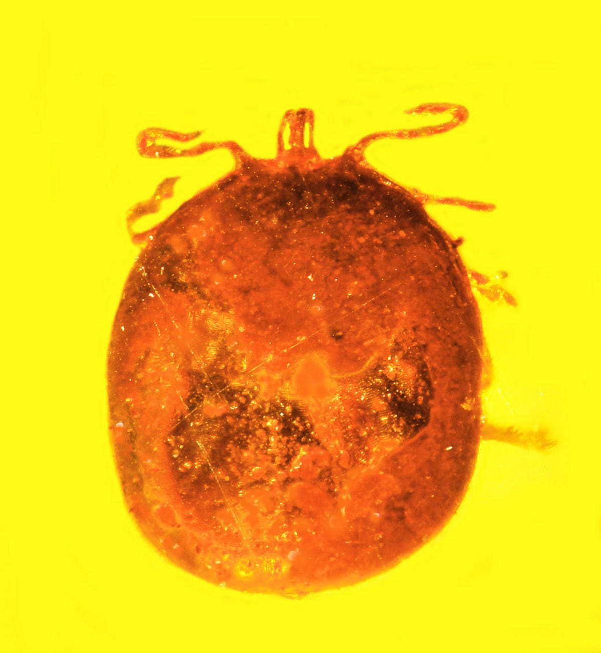 A super chonk of a tick looks like a balloon with tiny legs against yellow amber.