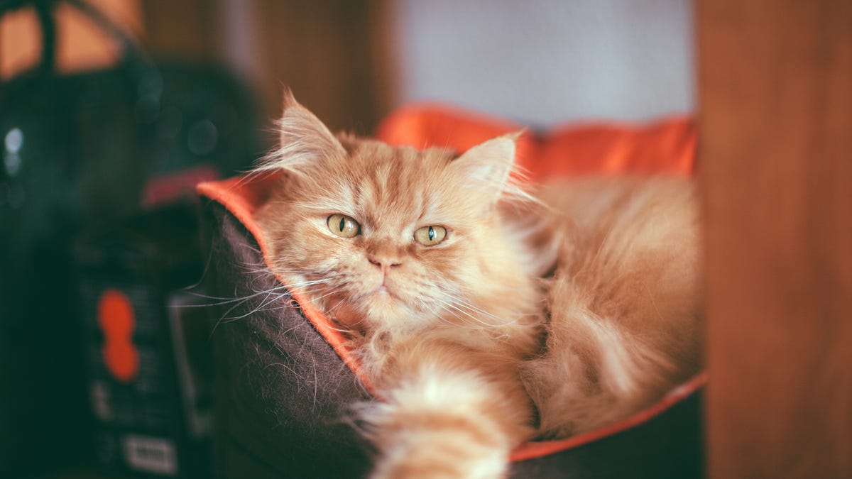 a gold persian cat rests in a bed