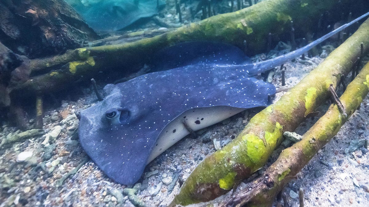 A grayish-blue spotted mangrove whipray settles on the sandy bottom underwater between submerged tree roots.