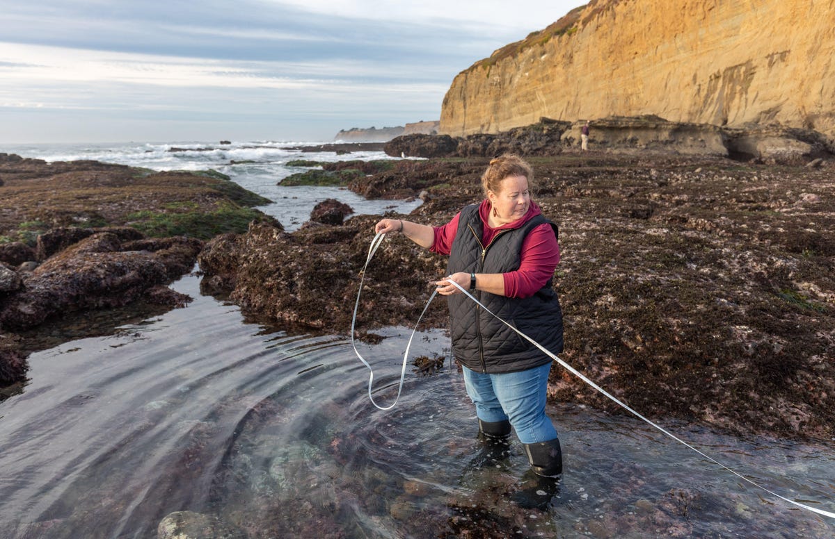 California Academy of Science researcher Alison Young measures a tide pool survey plot.