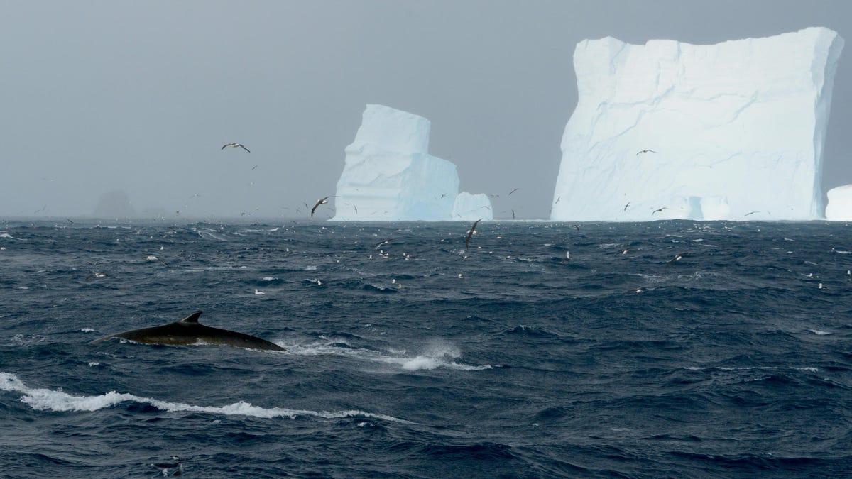 The dorsal fin of a fin whale juts out from the surface of the ocean. In the distance two large icebergs are visible.