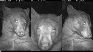Bear Snaps 400 Selfies in One Night With Wildlife Camera