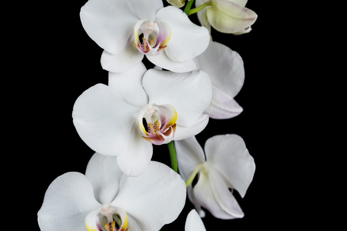 rolls-royce-phantom-orchid-128
