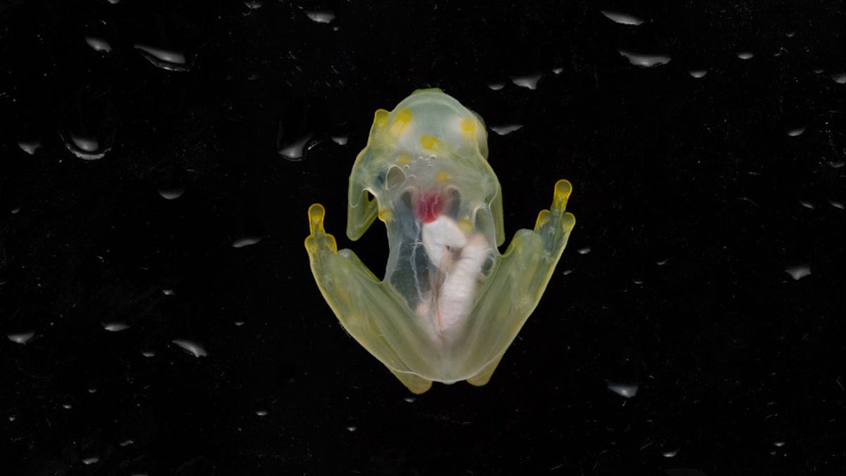glass-frog-composite-resize