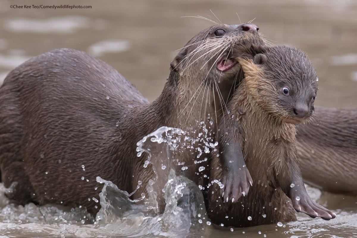 An otter parent takes its kid by the scruff during a swimming lesson in Singapore.
