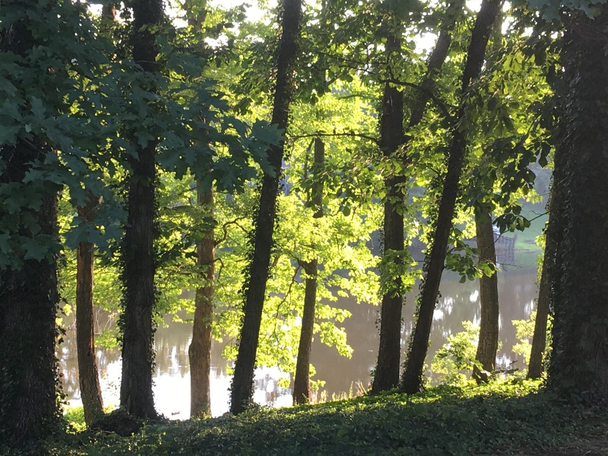 Shaded trees on the side of a lake in Douglasville, Georgia, on a sunny day.