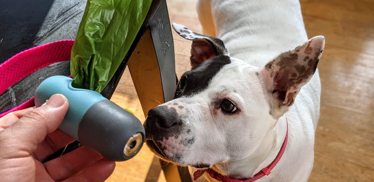 A dog looks at a plastic bag holder