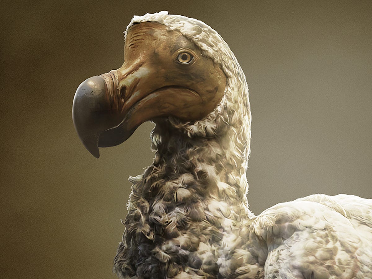 Dodo De-Extinction: How Scientists Plan to Resurrect an Iconic