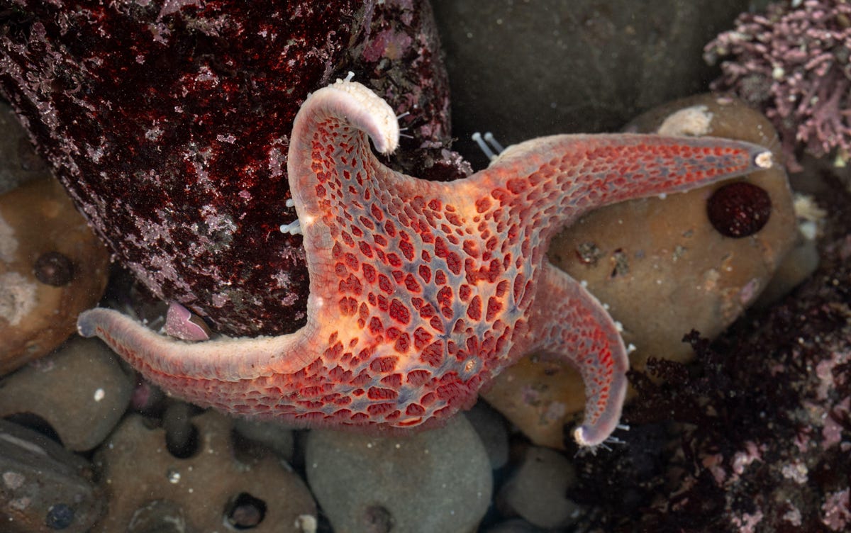 A leather star, Latin name Dermasterias imbricata, flexes its arms at low tide to keep itself mostly underwater.