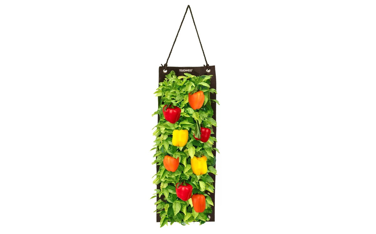 A hanging garden with red, orange and yellow bell peppers against a white background.