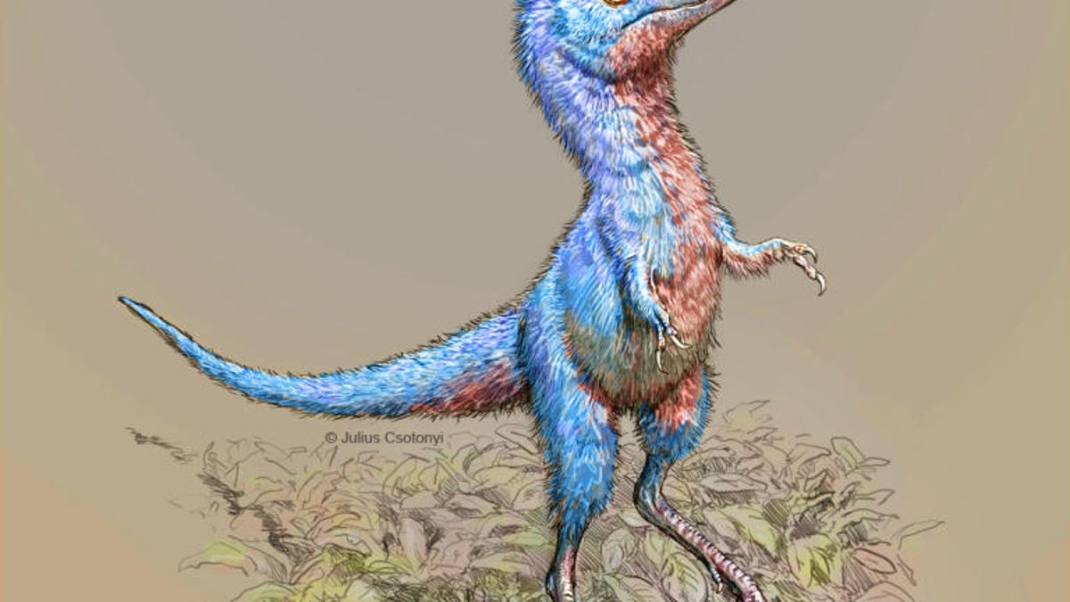 tyrannosaurus-juvenile