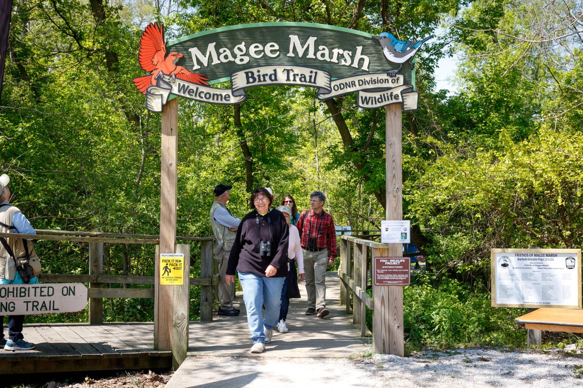 Magee Marsh is a birding hotspot, and thousands of birders descend upon the Ohio wildlife area as warblers migrate through on their way to Candada.