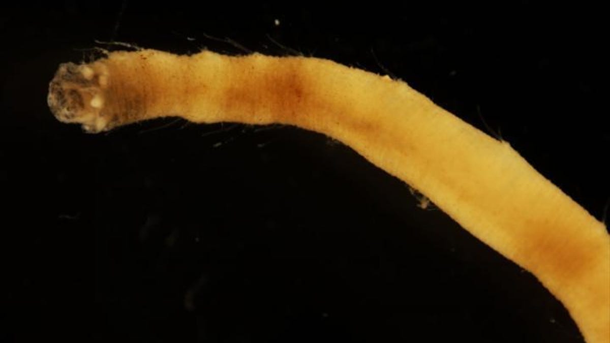 seaworm