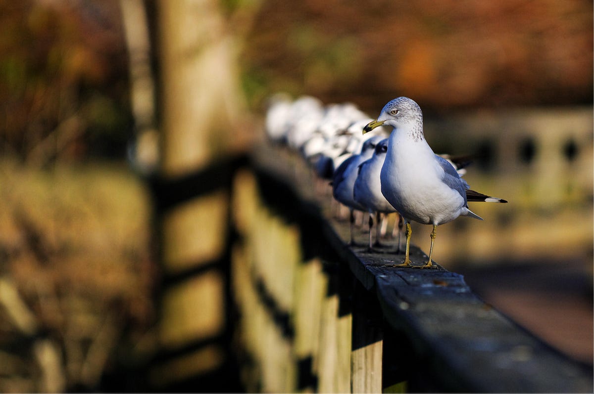 Gulls sitting on walkway railing at Lafreniere Park in Metairie.