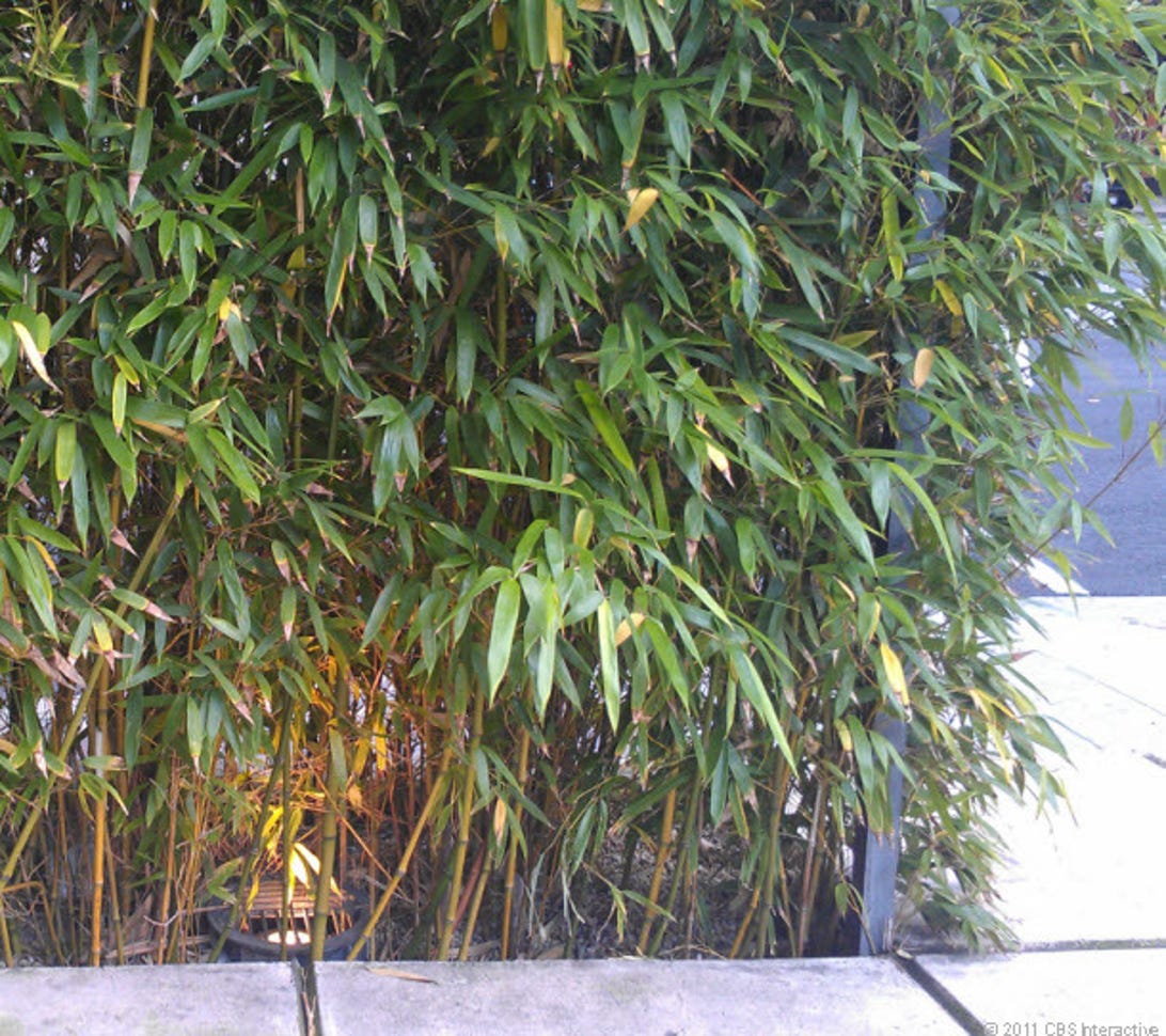 Vivid: Bamboo