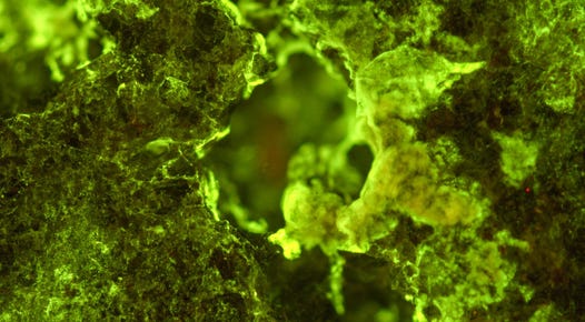 biomining under a microscope