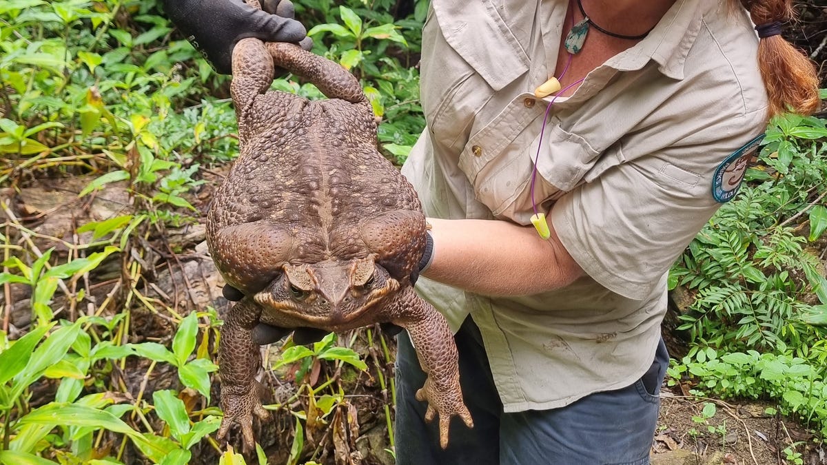 Ranger in khaki shirt holds a massive cane toad by its back legs. The toad's arms dangle down. They're in a green national park.